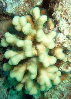 DSCF8140 parohaty koral